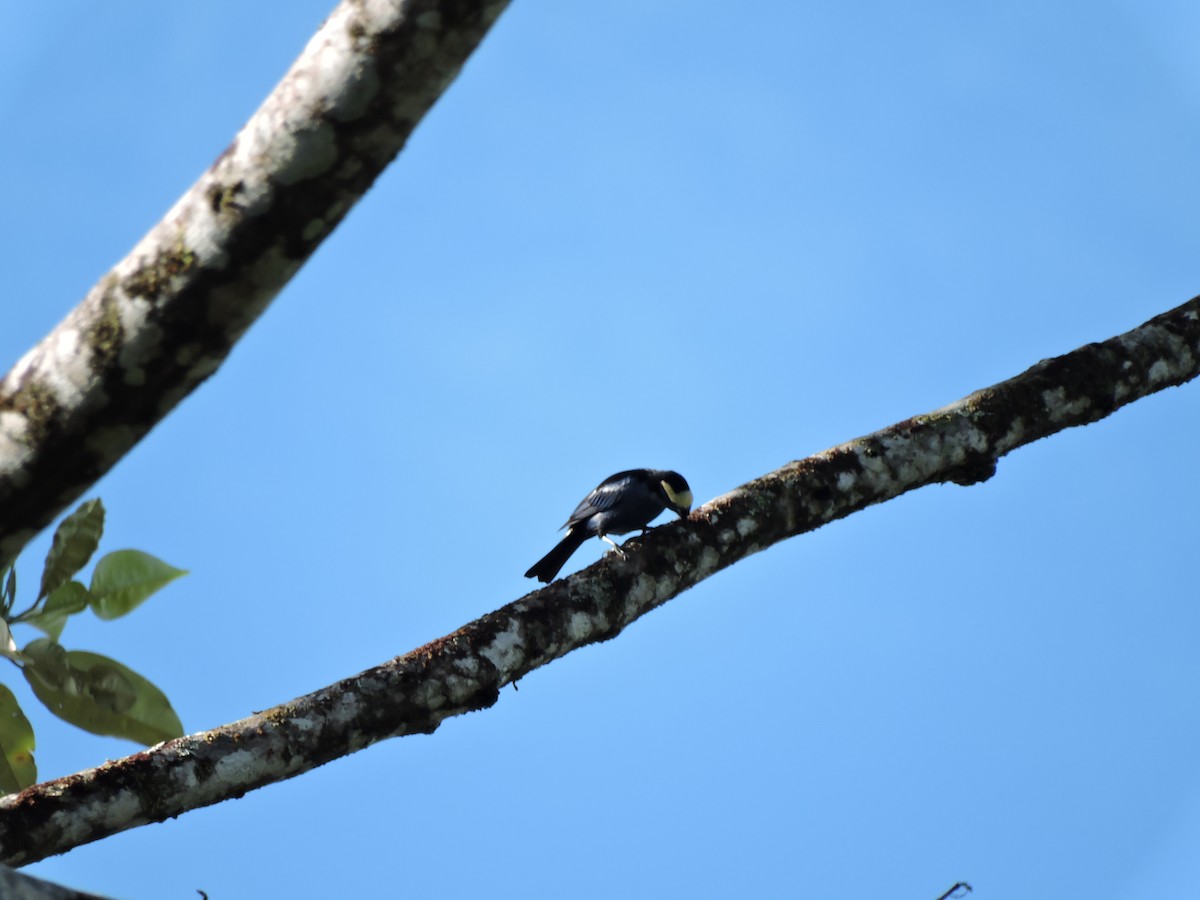 Opal-crowned Tanager - ML72462211