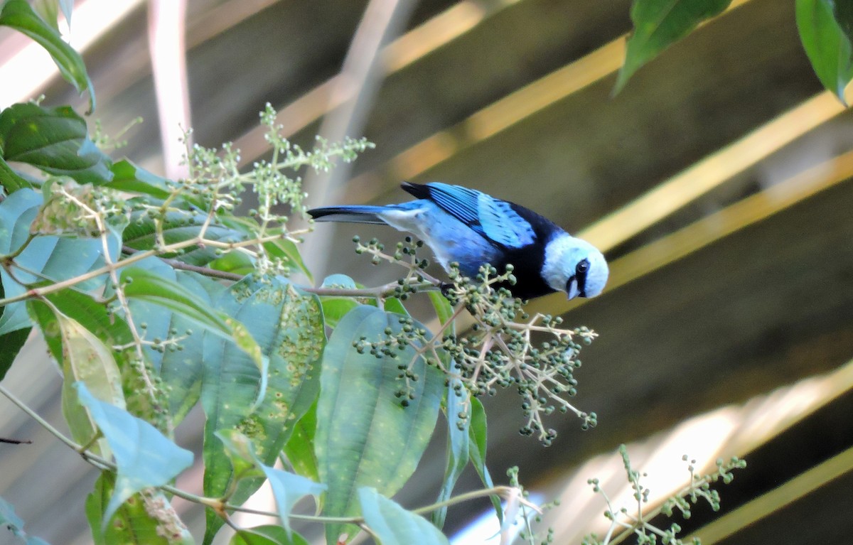 Masked Tanager - ML72462251