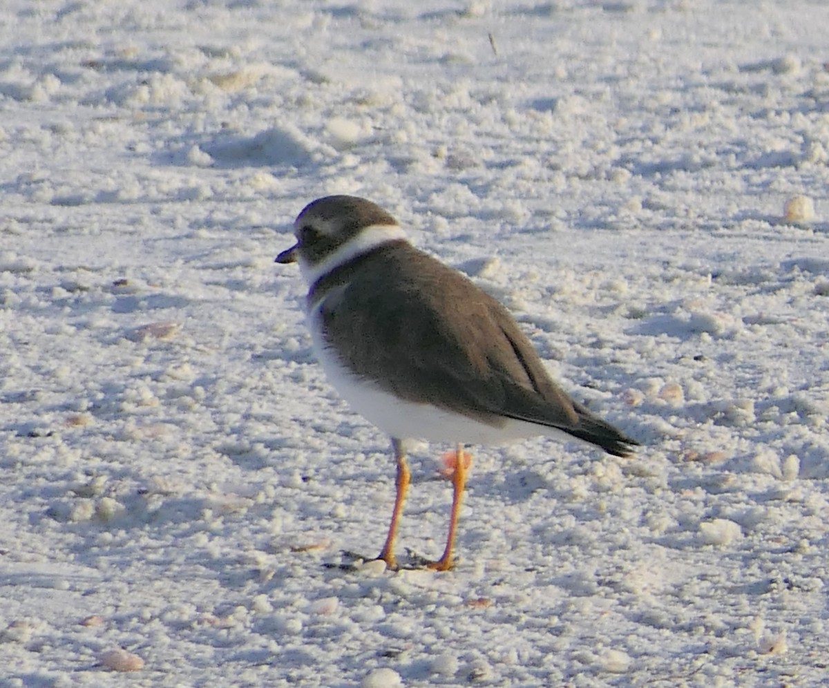 Semipalmated Plover - ML72463241
