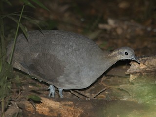 macuco - eBird