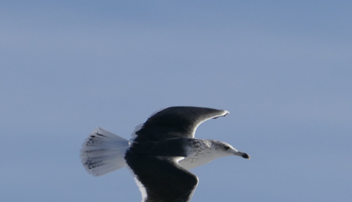 Lesser Black-backed Gull - ML72463521