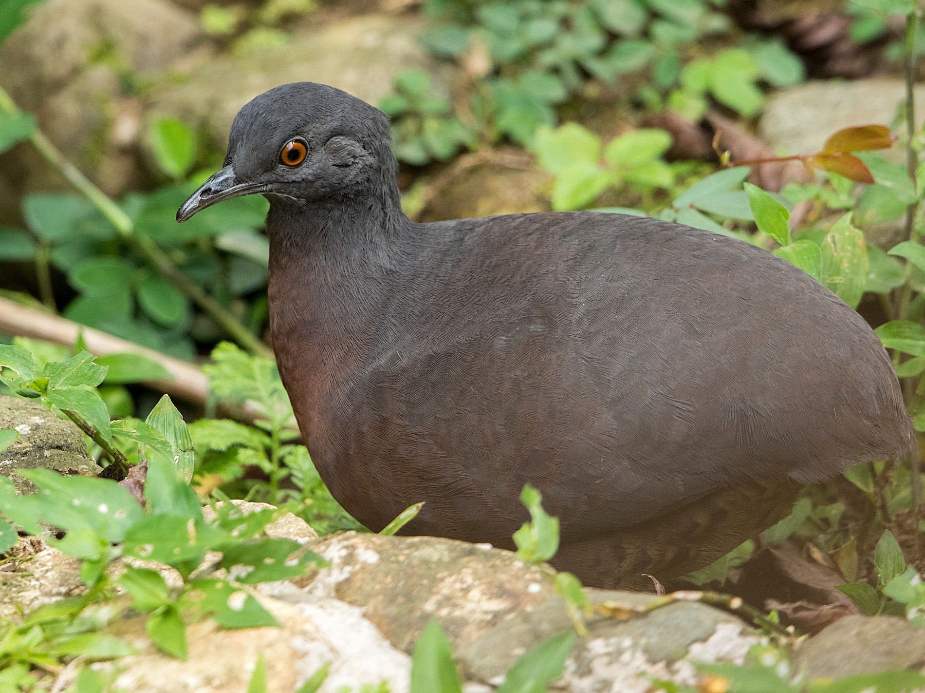 Brown Tinamou - Bradley Hacker 🦜