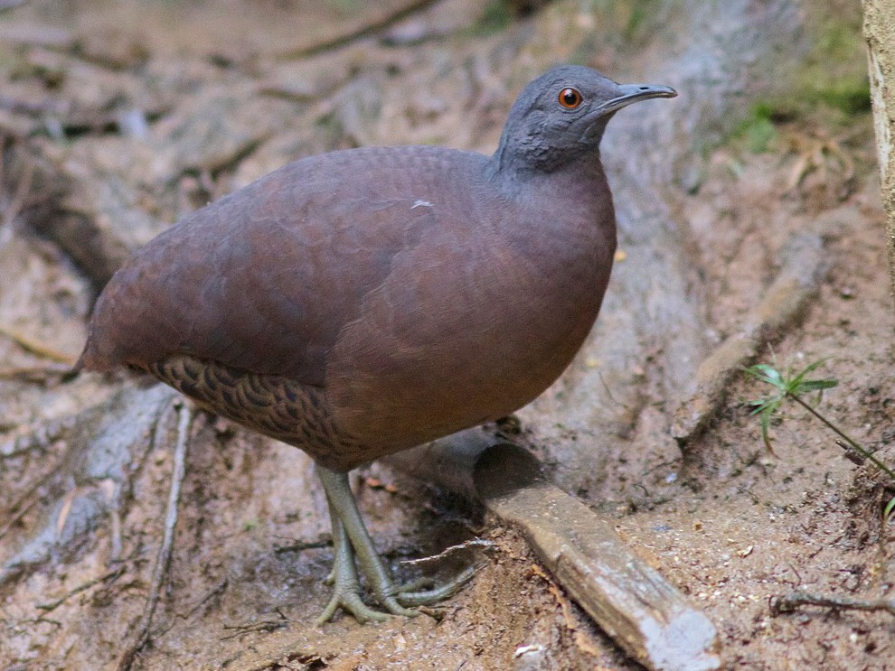 Brown Tinamou - Luiz Matos