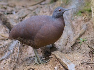  - Brown Tinamou