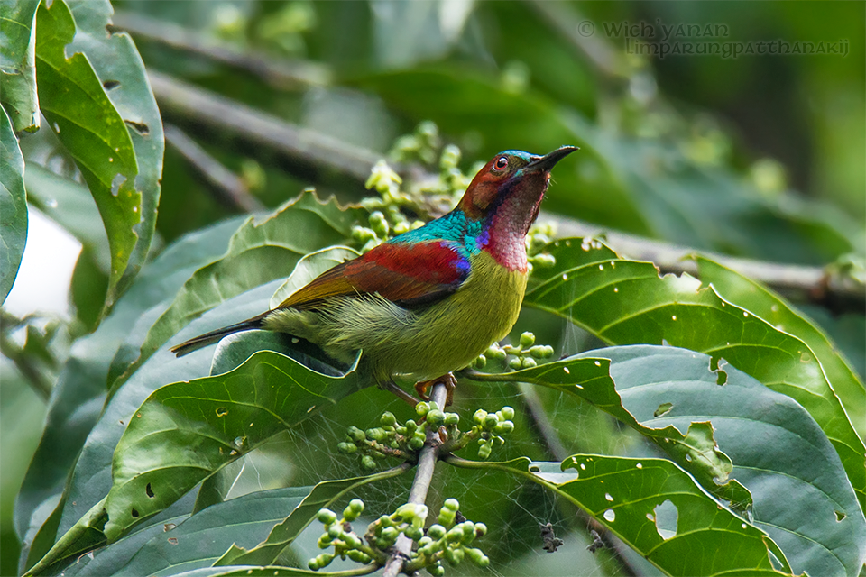 Red-throated Sunbird - Wich’yanan Limparungpatthanakij