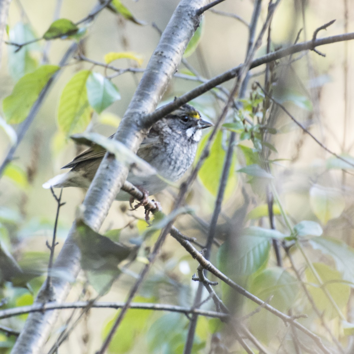 White-throated Sparrow - ML72464791