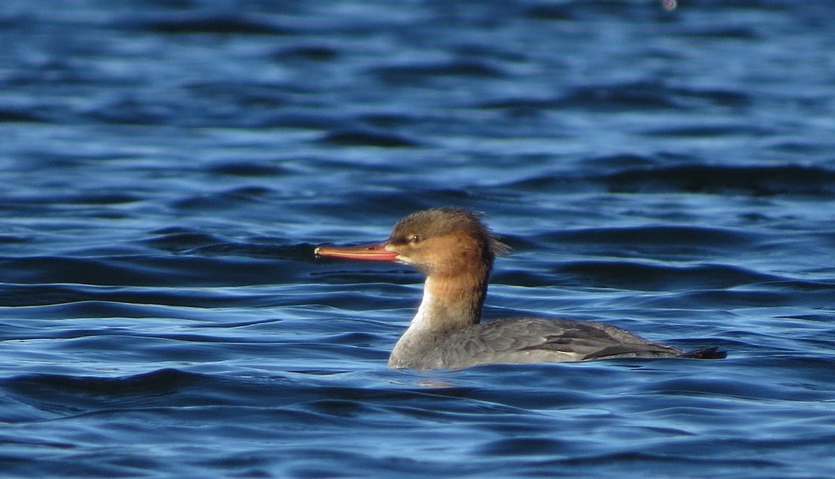 Red-breasted Merganser - Amy Lawes