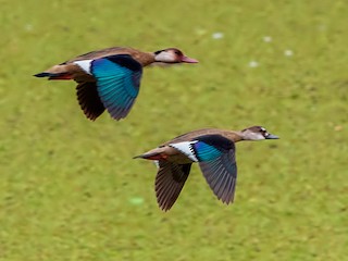  - Brazilian Teal