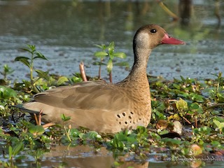  - Brazilian Teal