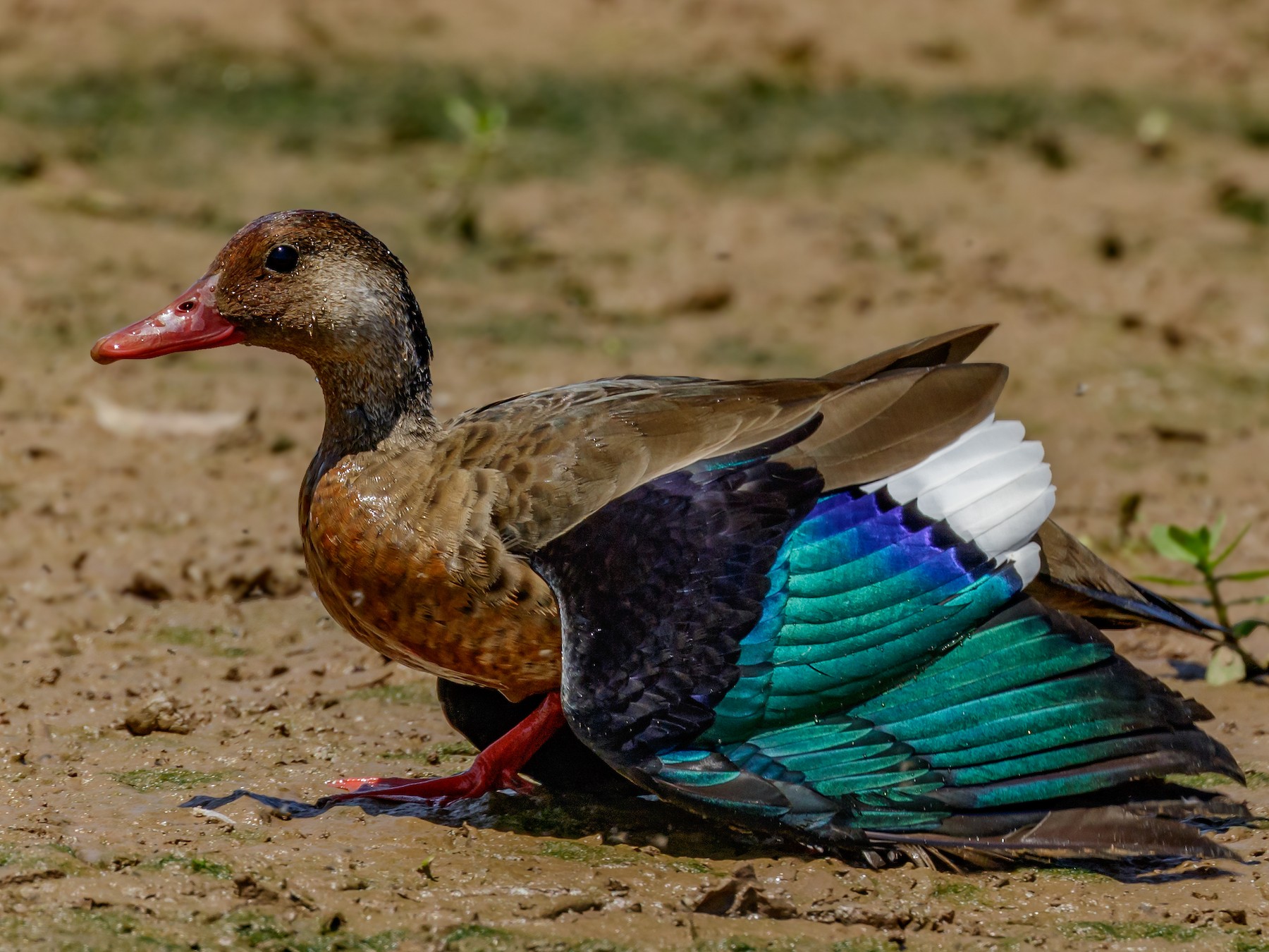 Brazilian Teal - Kacau Oliveira