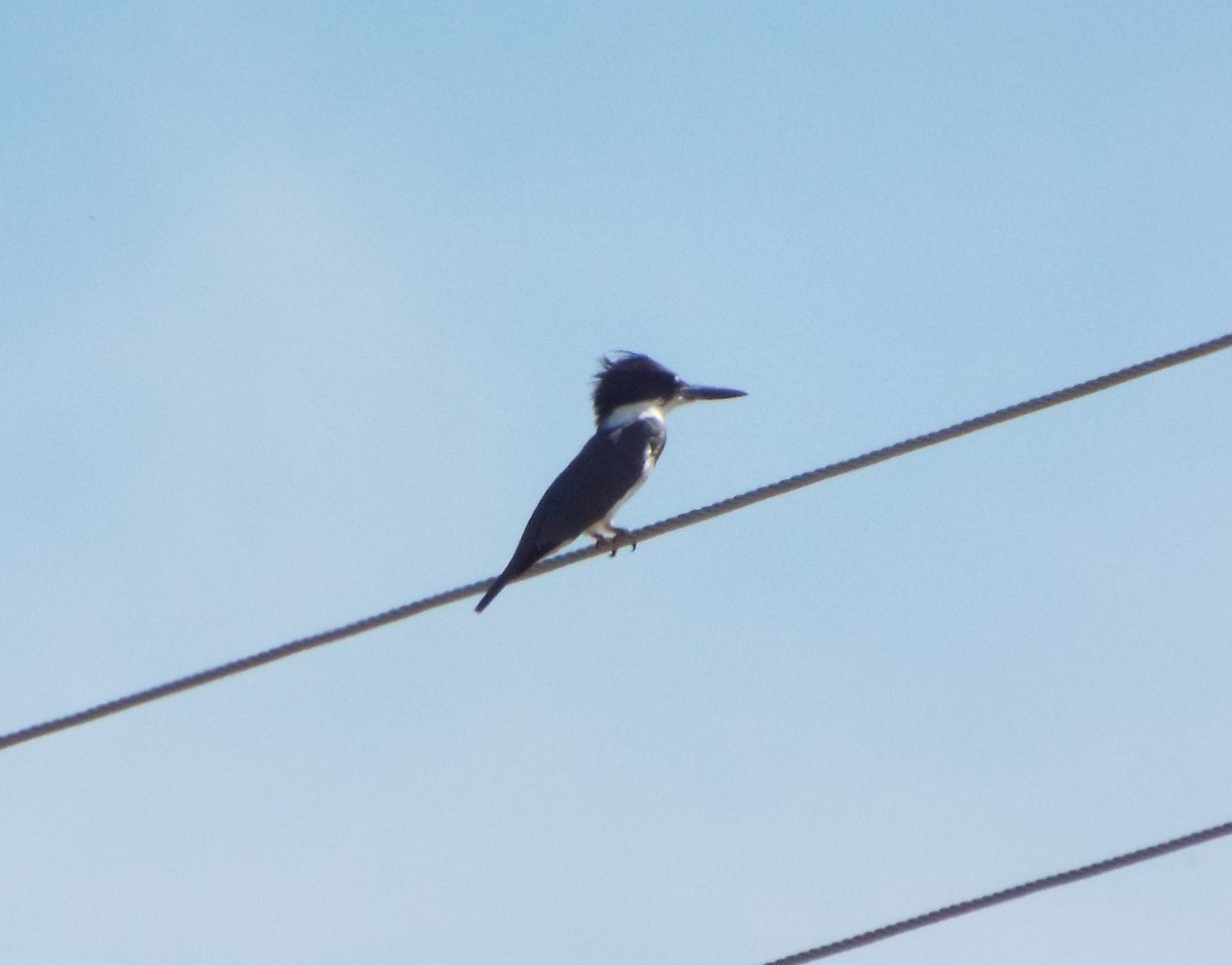 Belted Kingfisher - ML72467101