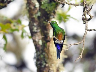  - Coppery-bellied Puffleg