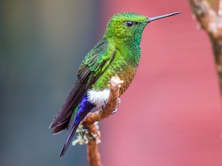  - Coppery-bellied Puffleg