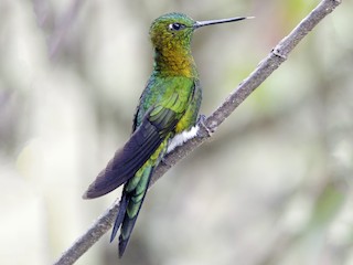  - Golden-breasted Puffleg