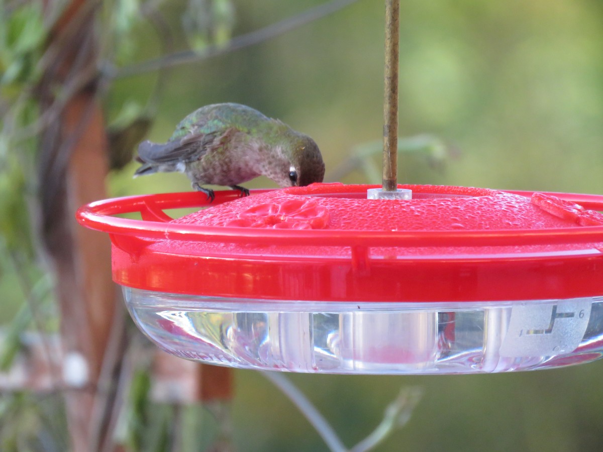Anna's Hummingbird - ML72468761