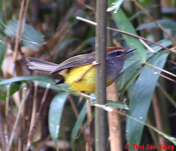 Broad-billed Warbler - Thet Zaw Naing