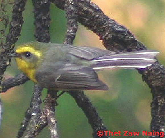 Yellow-bellied Fairy-Fantail - Thet Zaw Naing