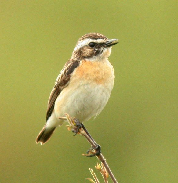 Whinchat - ML724734
