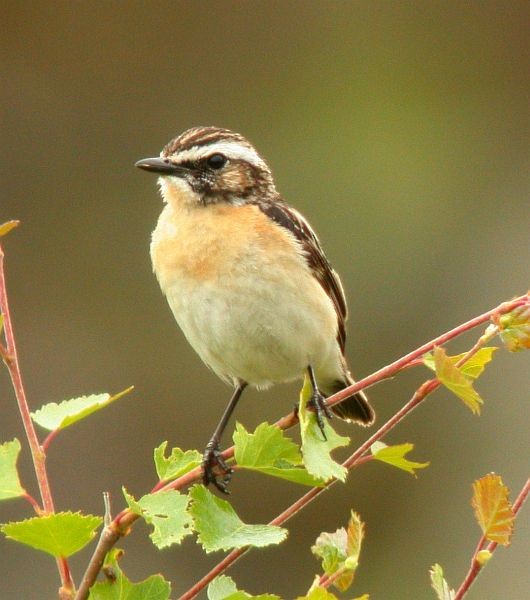 Whinchat - ML724735