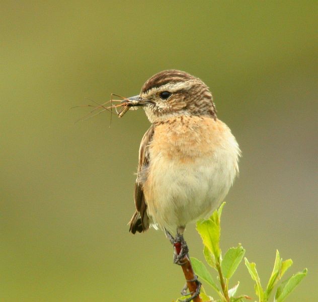 Whinchat - ML724736