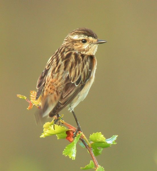 Whinchat - ML724737