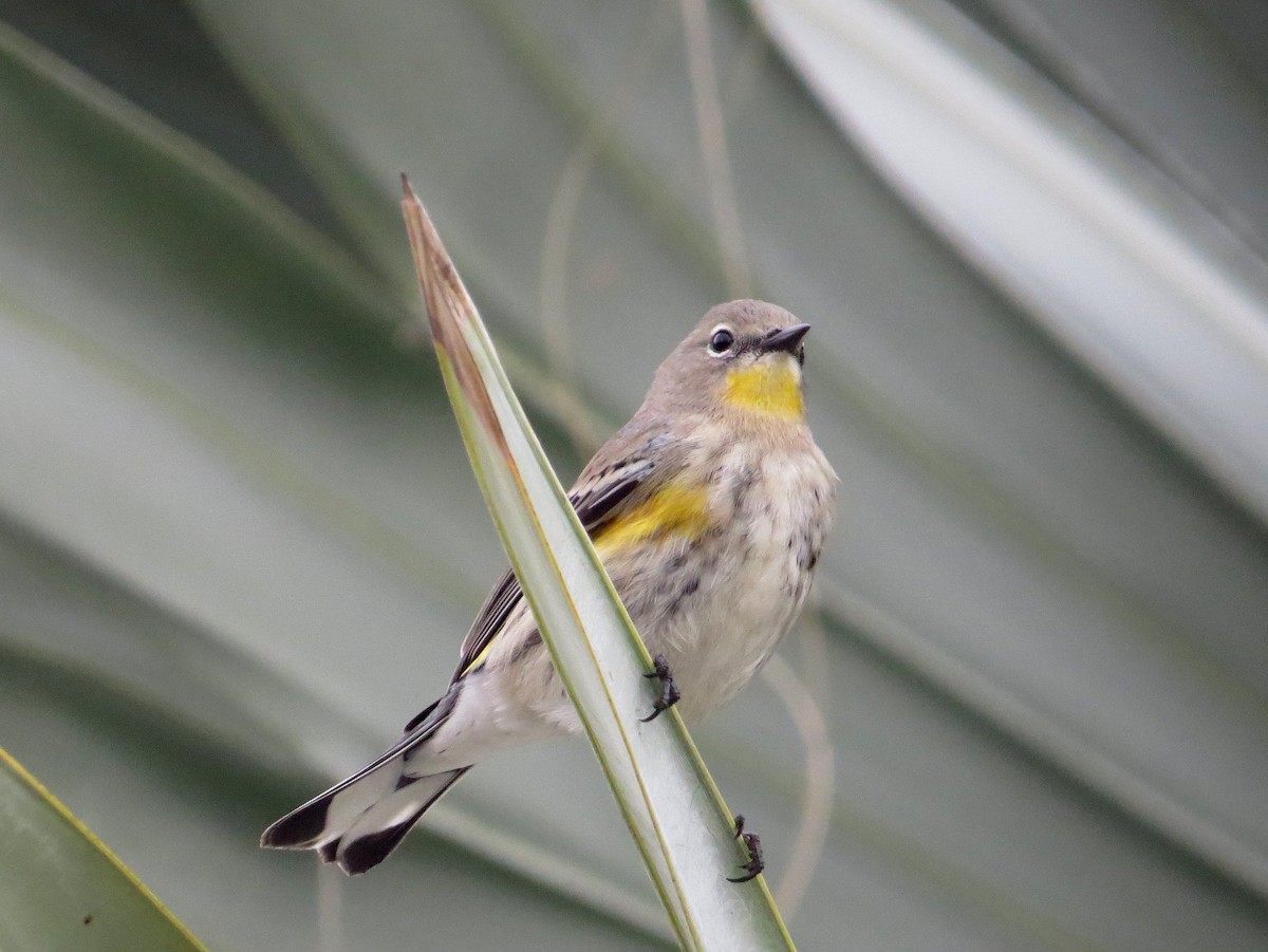 Yellow-rumped Warbler (Audubon's) - Naresh Satyan