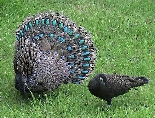 Malayan Peacock-Pheasant - ML724746