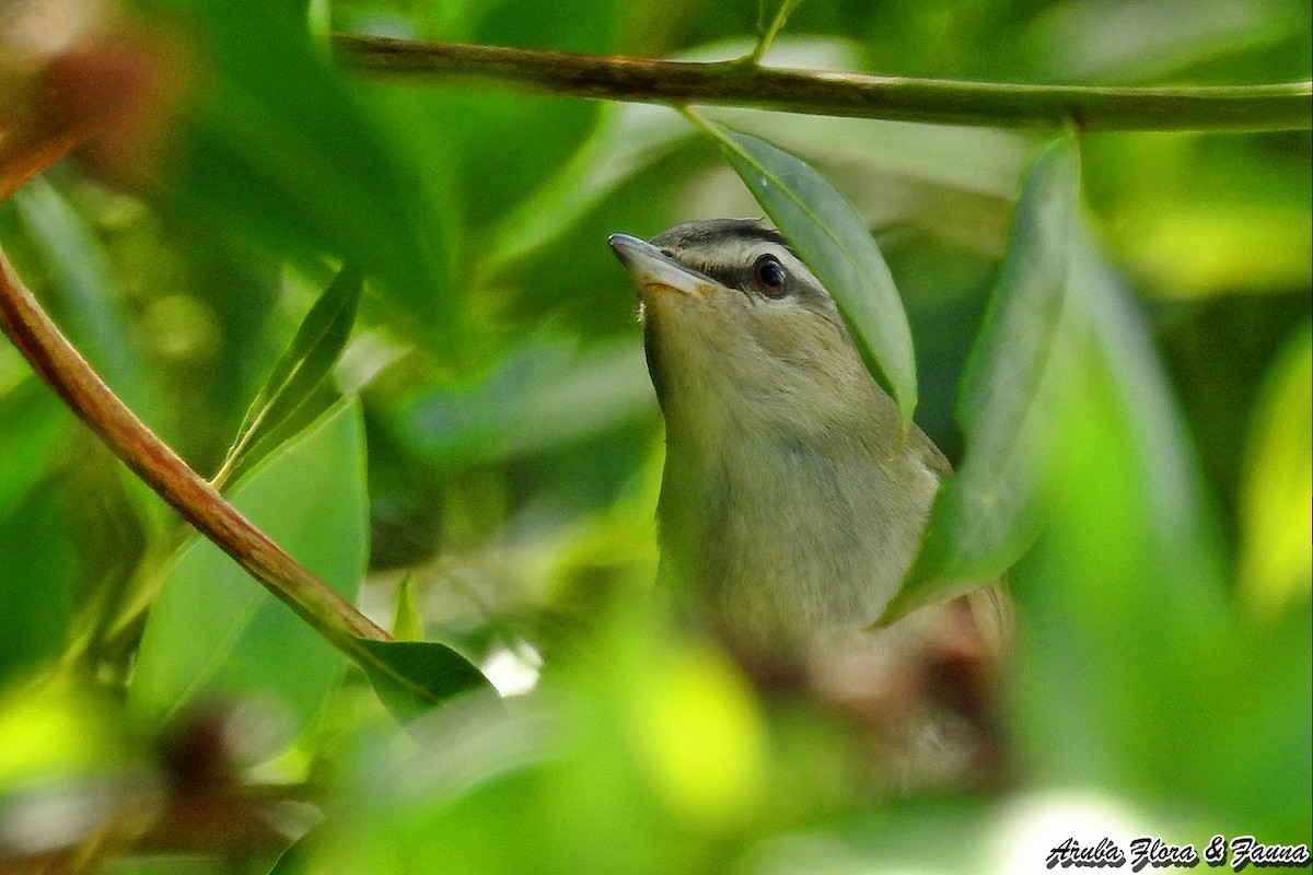 Red-eyed/Chivi Vireo - ML72475021