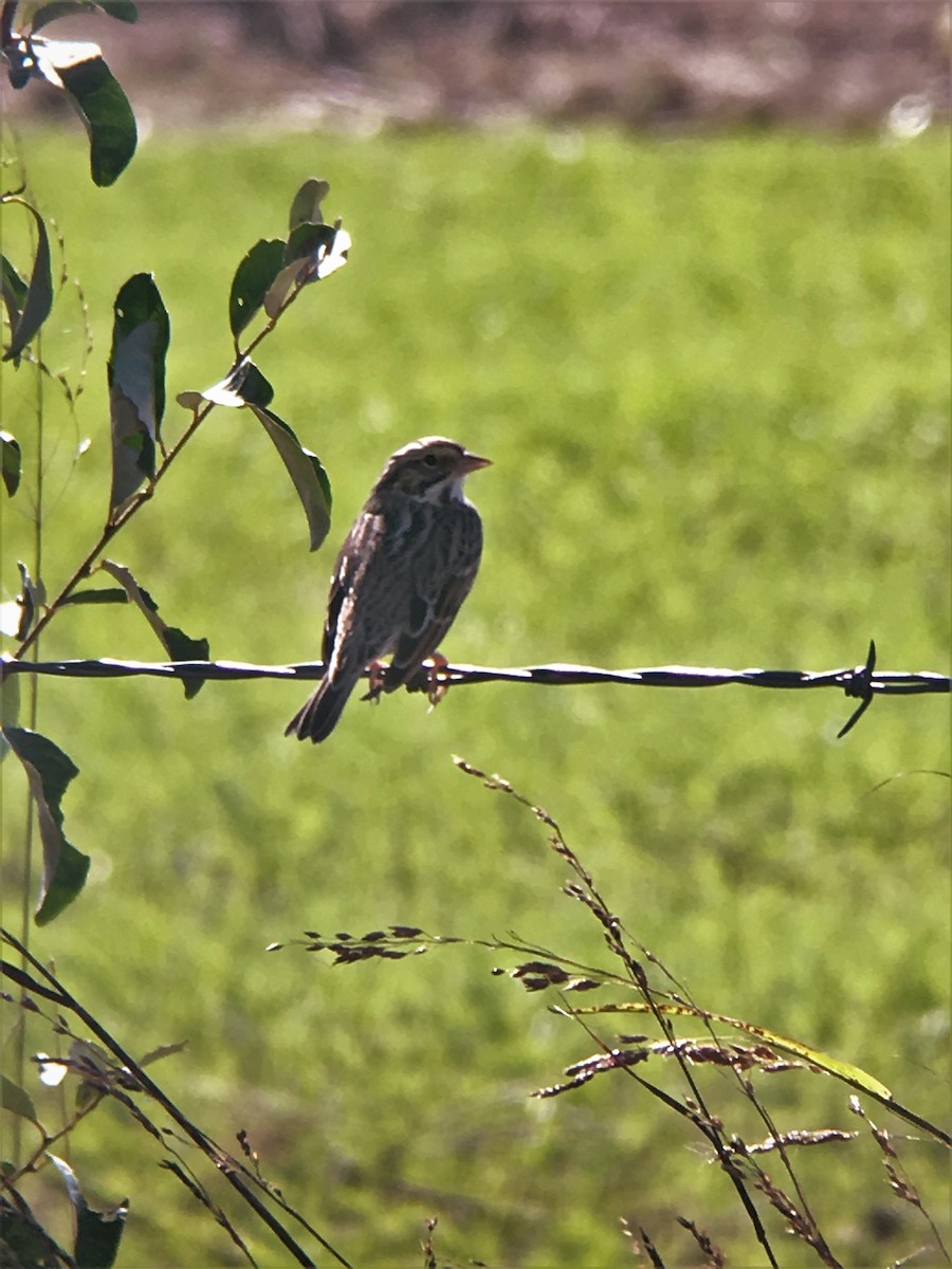 Savannah Sparrow - ML72475991