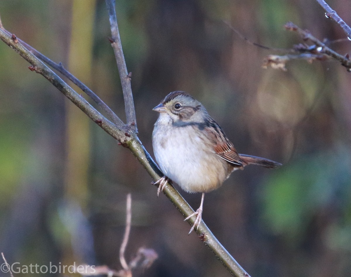 Swamp Sparrow - ML72476951