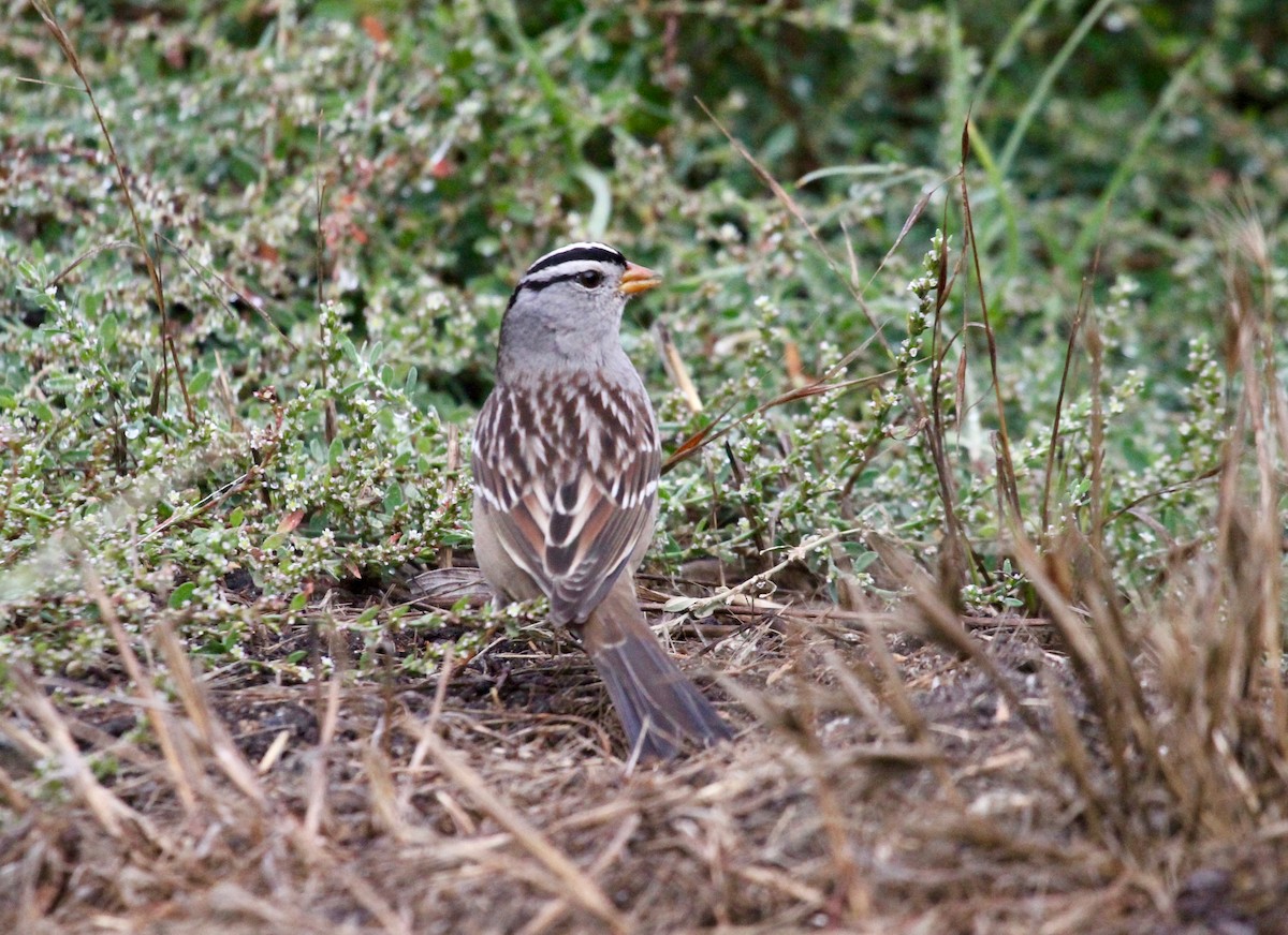 White-crowned Sparrow (Gambel's) - ML72478231