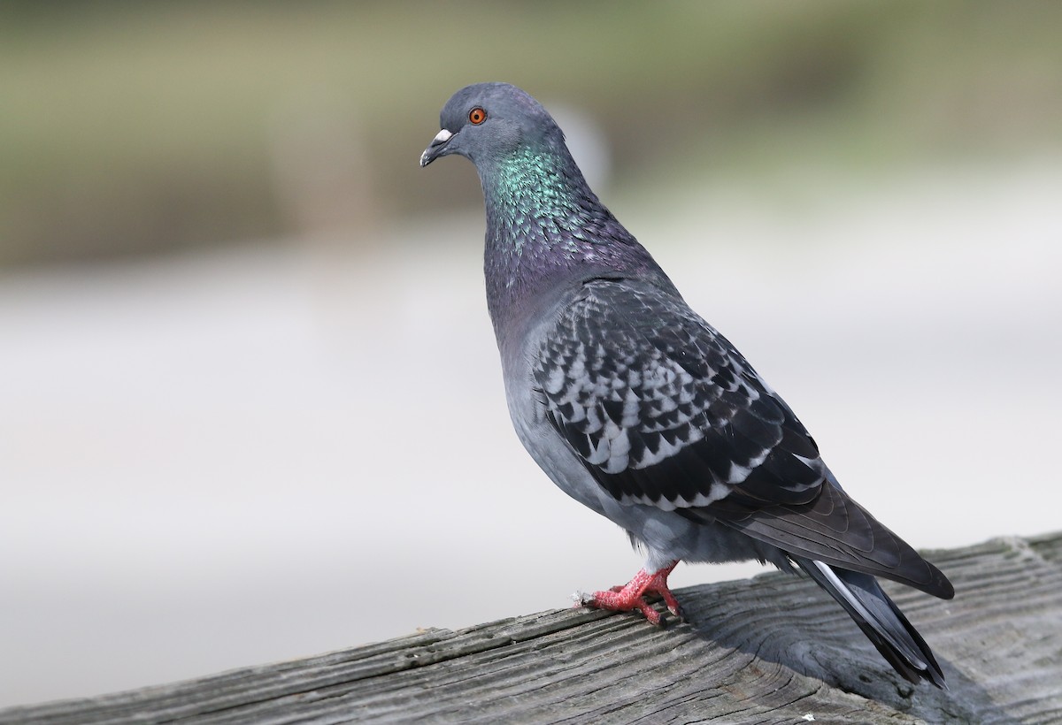Rock Pigeon (Feral Pigeon) - William Kidwell