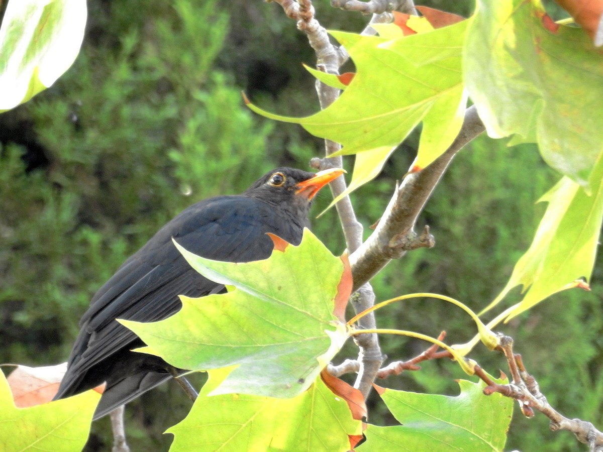 Eurasian Blackbird - ML72479471