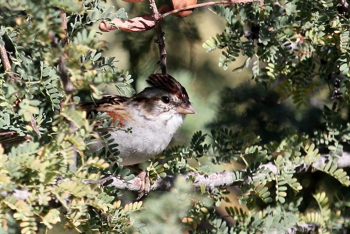 Rufous-winged Sparrow - ML72483711