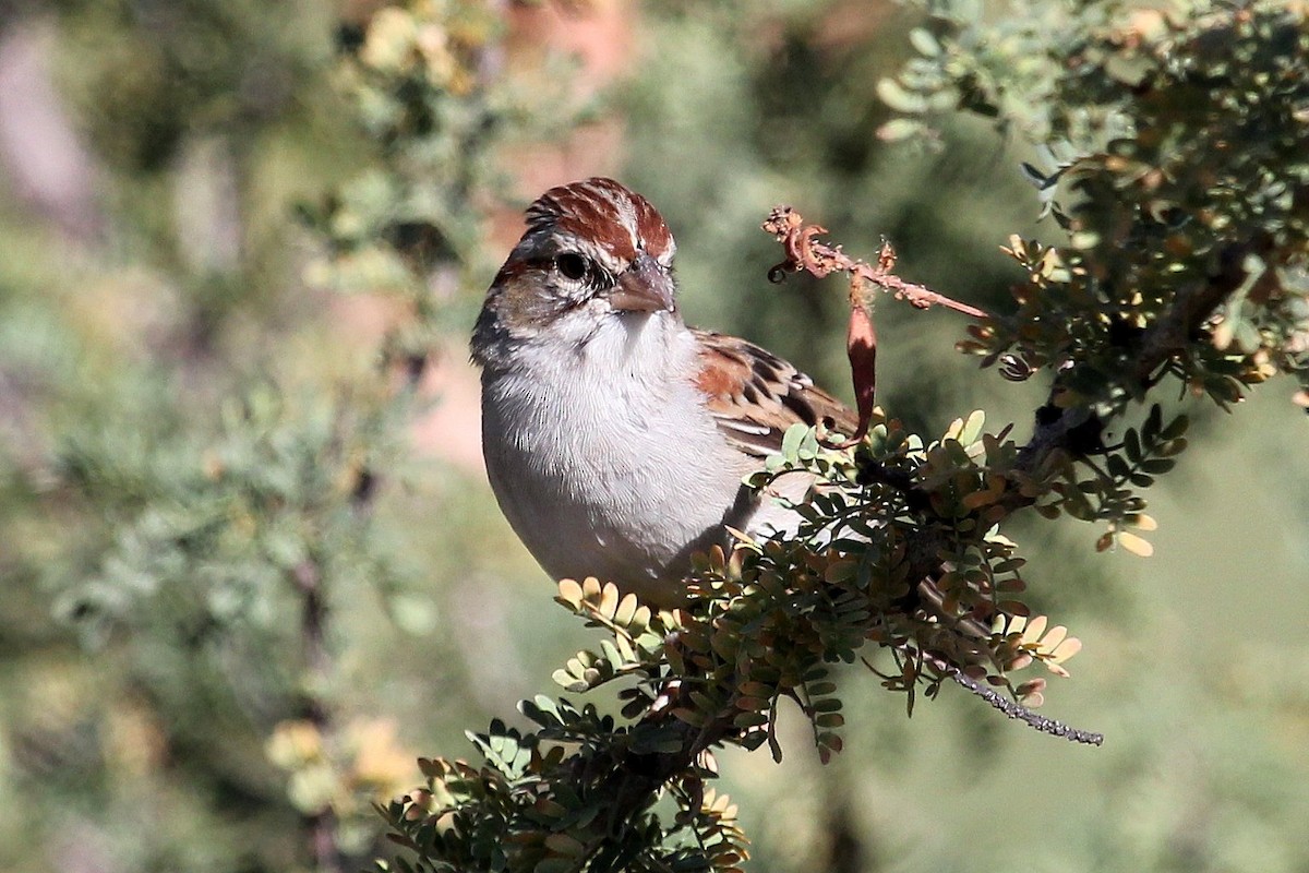 Rufous-winged Sparrow - ML72483721