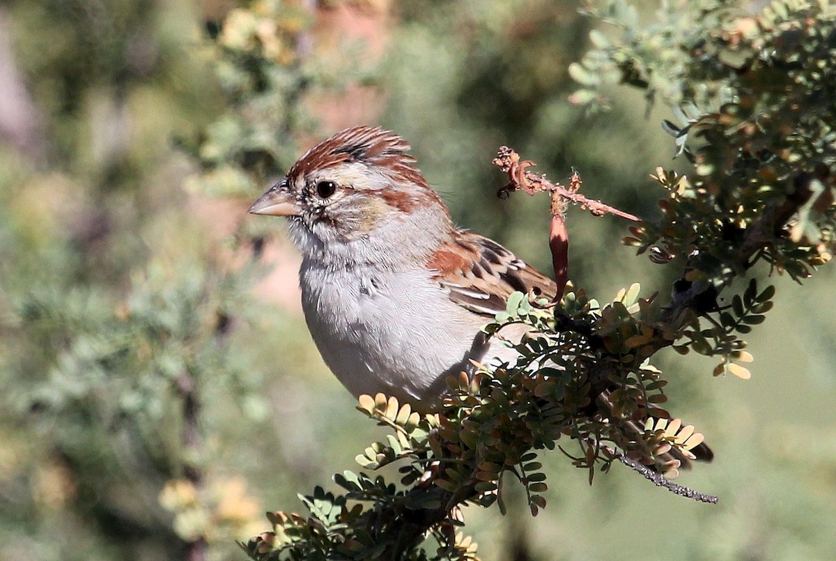Rufous-winged Sparrow - ML72483741