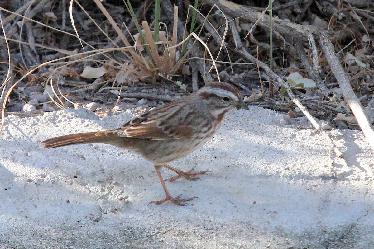 Song Sparrow (montana/merrilli) - ML72483831