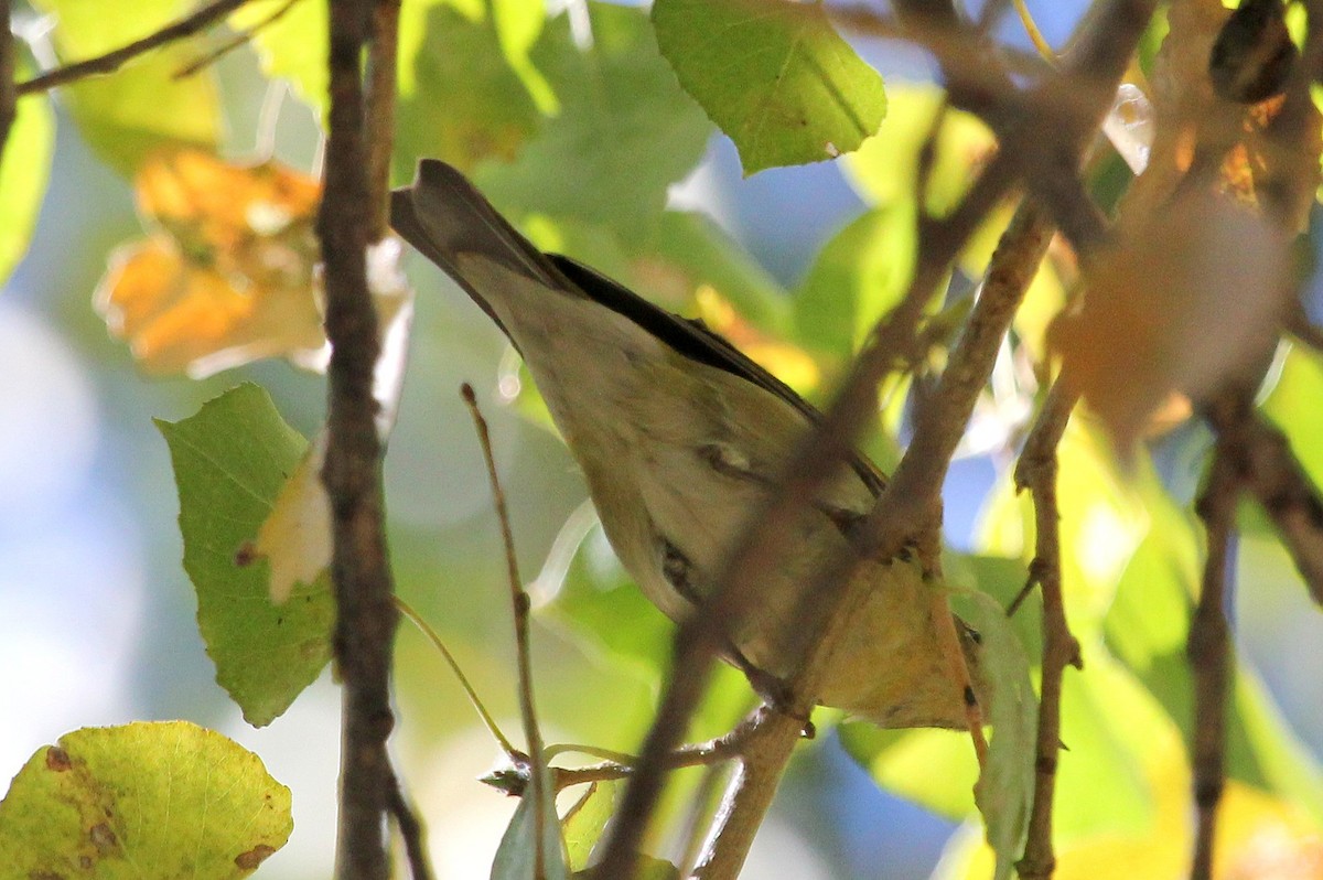 Tennessee Warbler - Andrew Core
