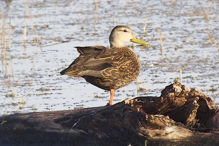 Mottled Duck - robert bowker