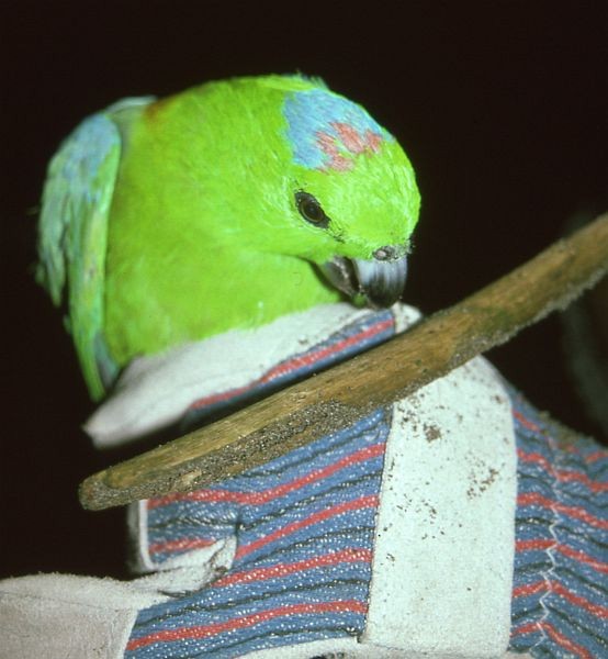 Папужець-віхтьохвіст сулавеський - ML724859