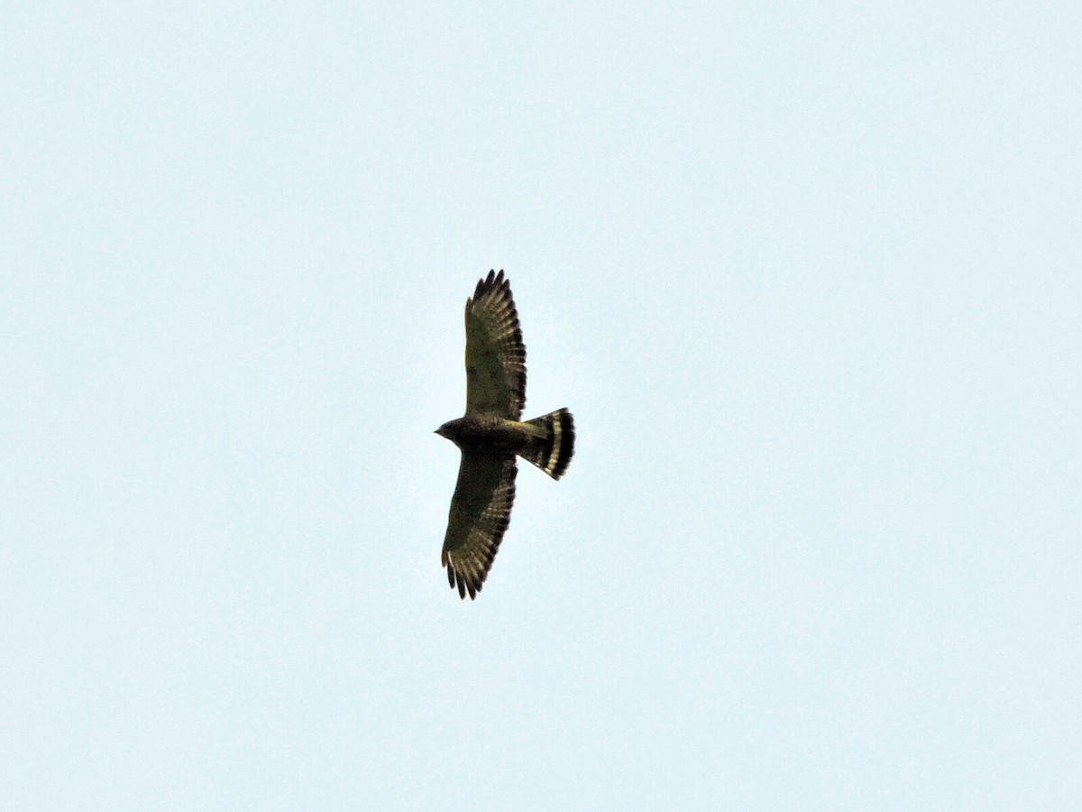 Broad-winged Hawk - Isael Mai