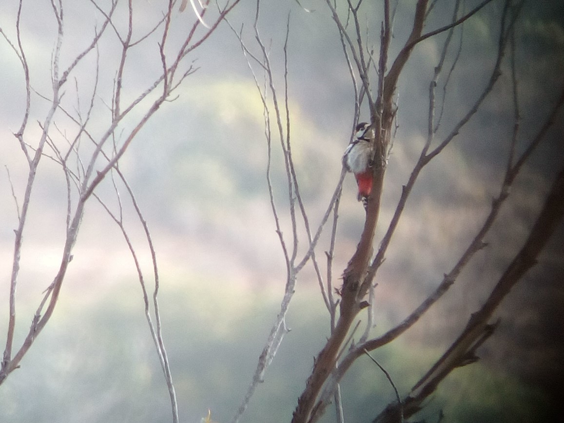 Great Spotted Woodpecker - ML72499941