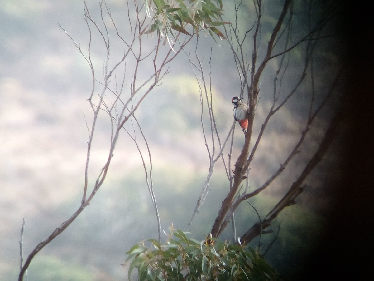 Great Spotted Woodpecker - ML72499971