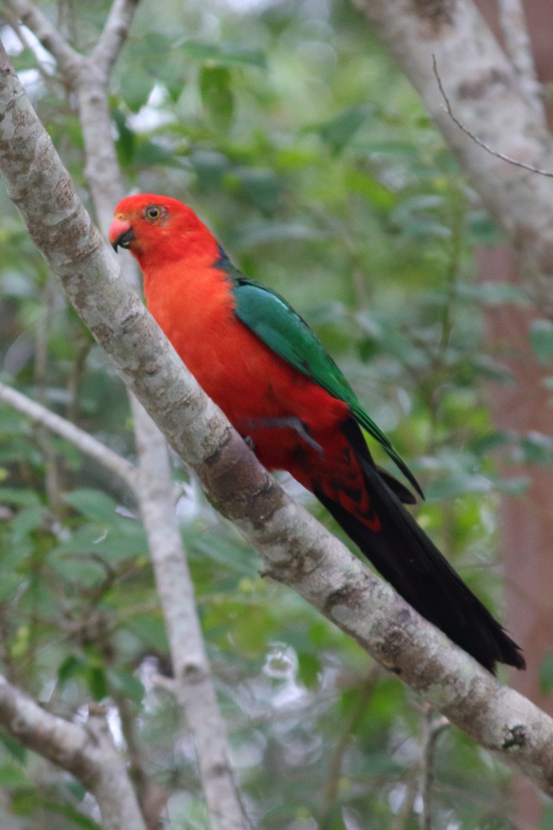 Australian King-Parrot - Chris A