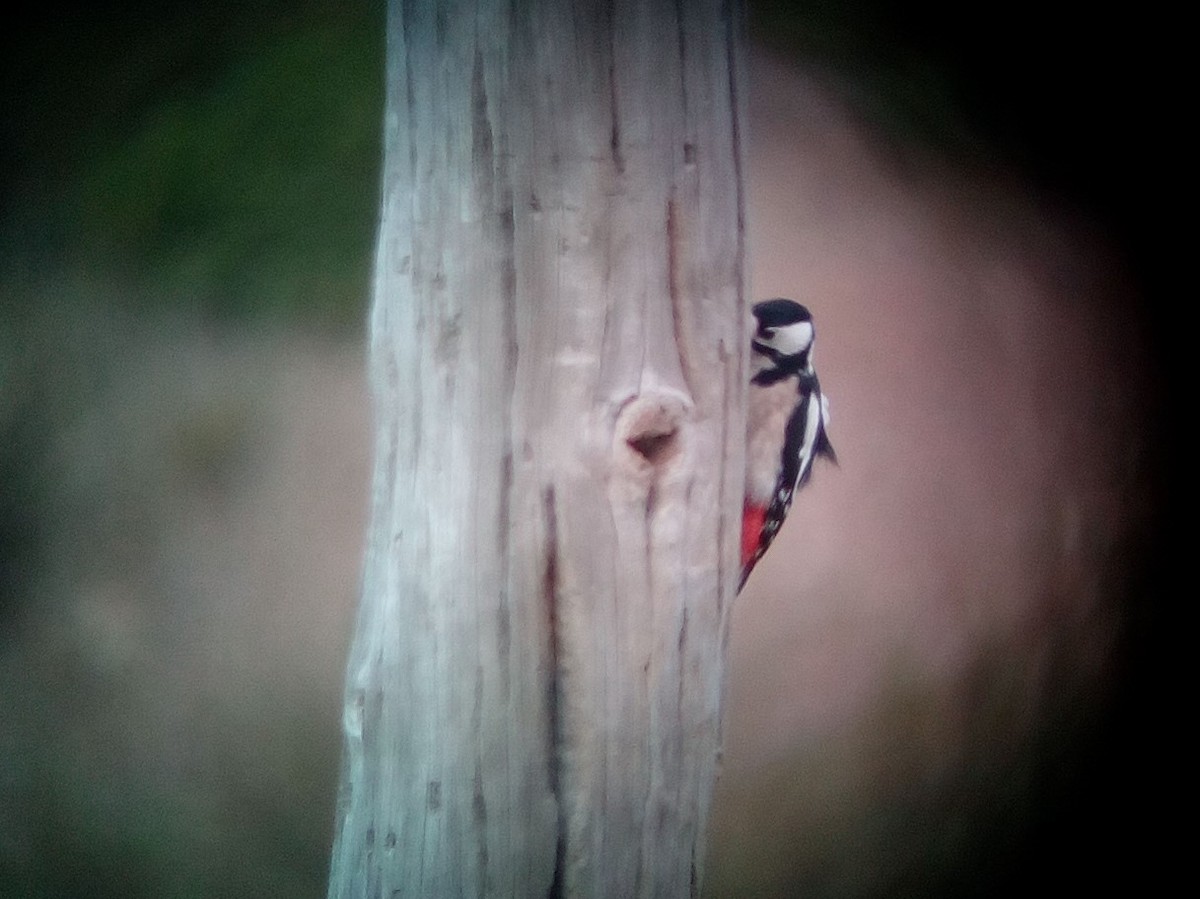 Great Spotted Woodpecker - ML72500191