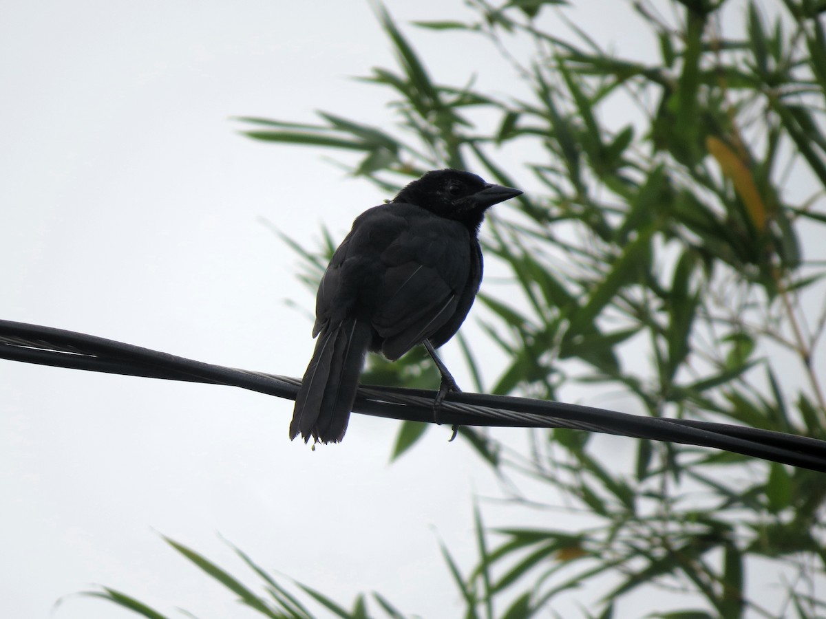 Melodious Blackbird - ML72502831