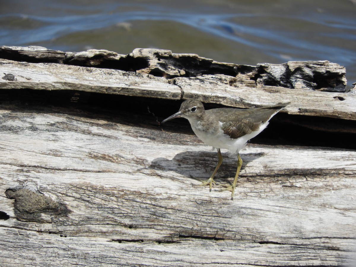 Spotted Sandpiper - Luis Trinchan