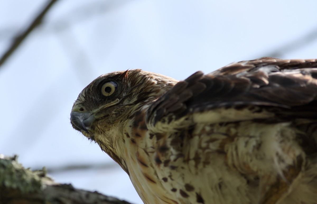 Red-tailed Hawk - ML72505681