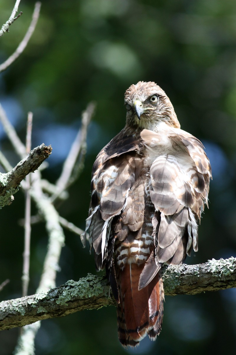 Red-tailed Hawk - ML72505881