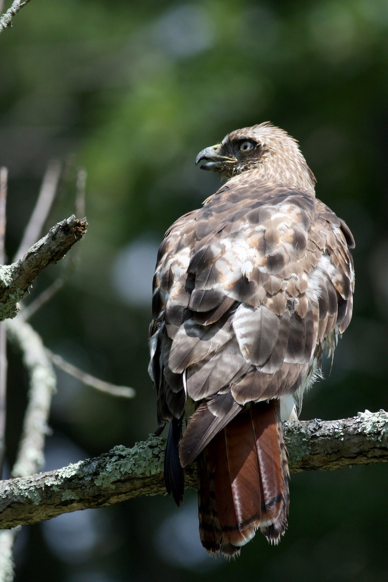 Red-tailed Hawk - ML72505901